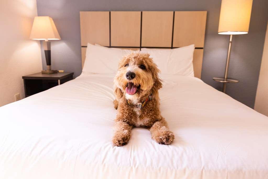 Sonesta Simply Suites Phoenix Tempe Bilik gambar